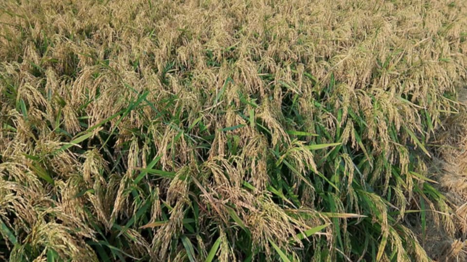 হাওরে বোরোধানের বাম্পার ফলন