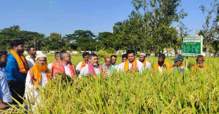 নেত্রকোণায় ধান গবেষণা ইনস্টিটিউটের শস্য কর্তন ও মাঠ দিবস উদযাপন