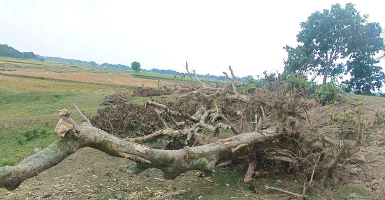মদনে মাদ্রাসার ভারপ্রাপ্ত সুপারের বিরুদ্ধে গাছ কর্তন ও সরকারি অর্থ আত্মসাতের অভিযোগ